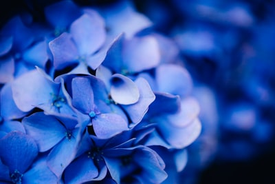 The purple petals of selective focus on photography
